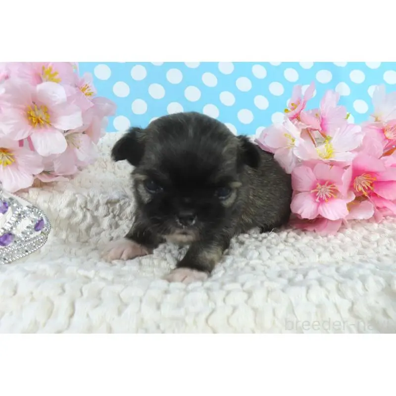 販売中の千葉県のチワワ(ロングコート)-451324の3枚目