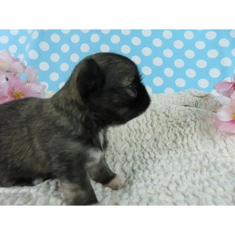 販売中の千葉県のチワワ(ロングコート)-451324の2枚目