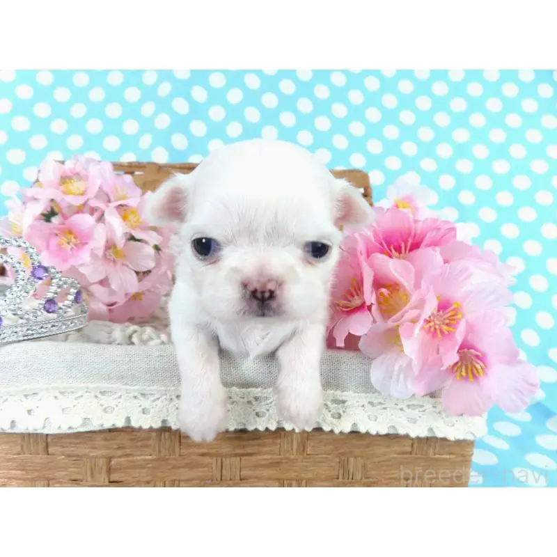 販売中の千葉県のチワワ(ロングコート)-451326の4枚目