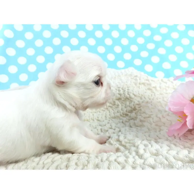 販売中の千葉県のチワワ(ロングコート)-451326の3枚目