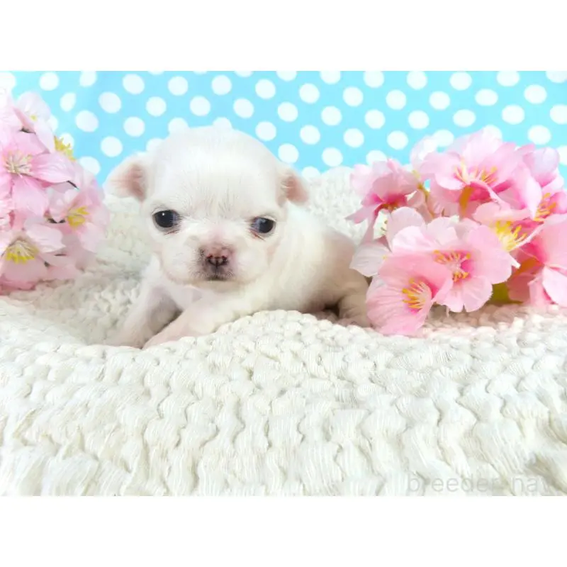 販売中の千葉県のチワワ(ロングコート)-451326の2枚目