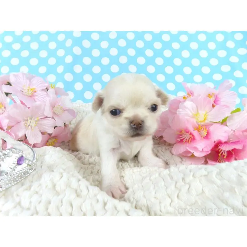 販売中の千葉県のチワワ(ロングコート)-451327の4枚目