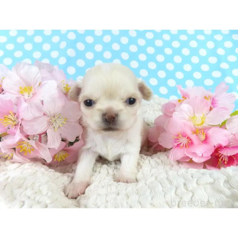 販売中の千葉県のチワワ(ロングコート)-451327の3枚目