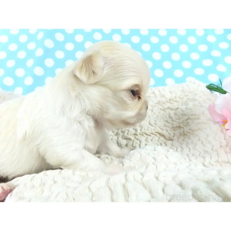 販売中の千葉県のチワワ(ロングコート)-451327の2枚目