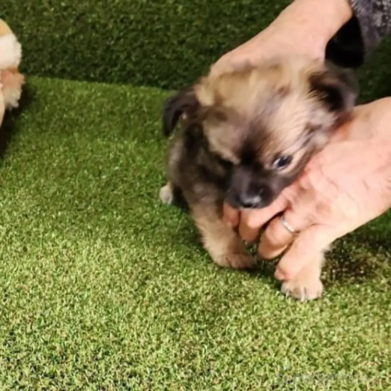 販売中の福岡県のチワワ(ロングコート)-451329の9枚目