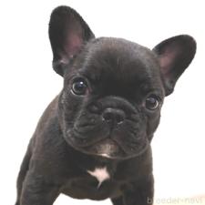 ♀︎フレンチブルドッグ