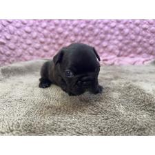 ♀︎フレンチブルドッグ