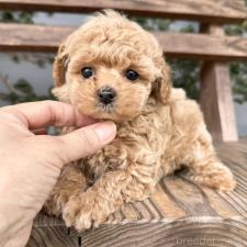 ♀︎タイニープードル