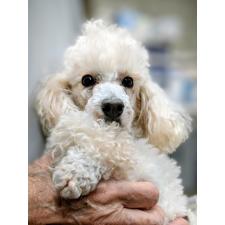 ♀︎トイプードル