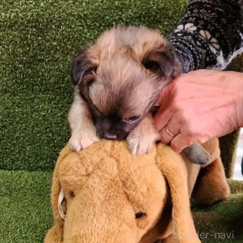 販売中の福岡県のチワワ(ロングコート)-451329の7枚目