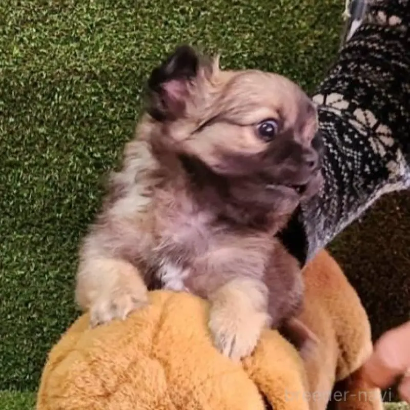 販売中の福岡県のチワワ(ロングコート)-451329の6枚目