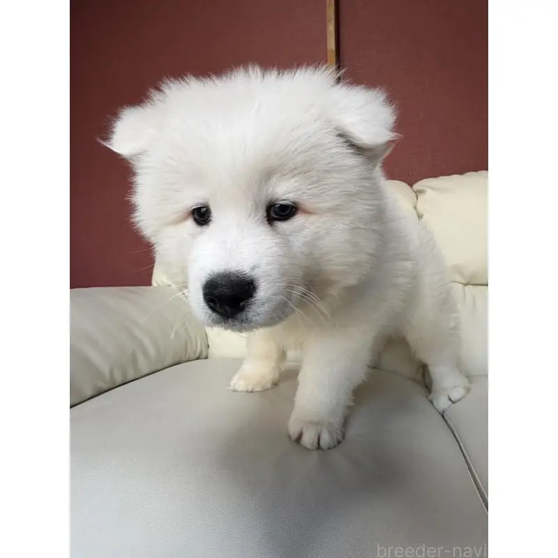 商談中の滋賀県のサモエド-451339の10枚目