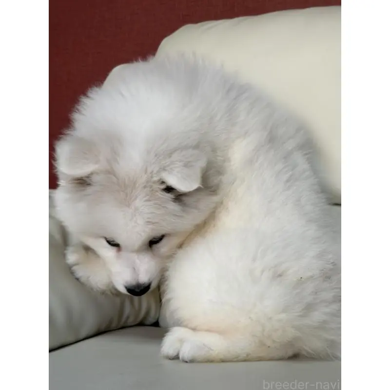 商談中の滋賀県のサモエド-451339の9枚目