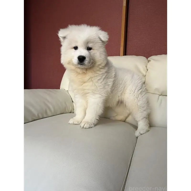 商談中の滋賀県のサモエド-451339の7枚目