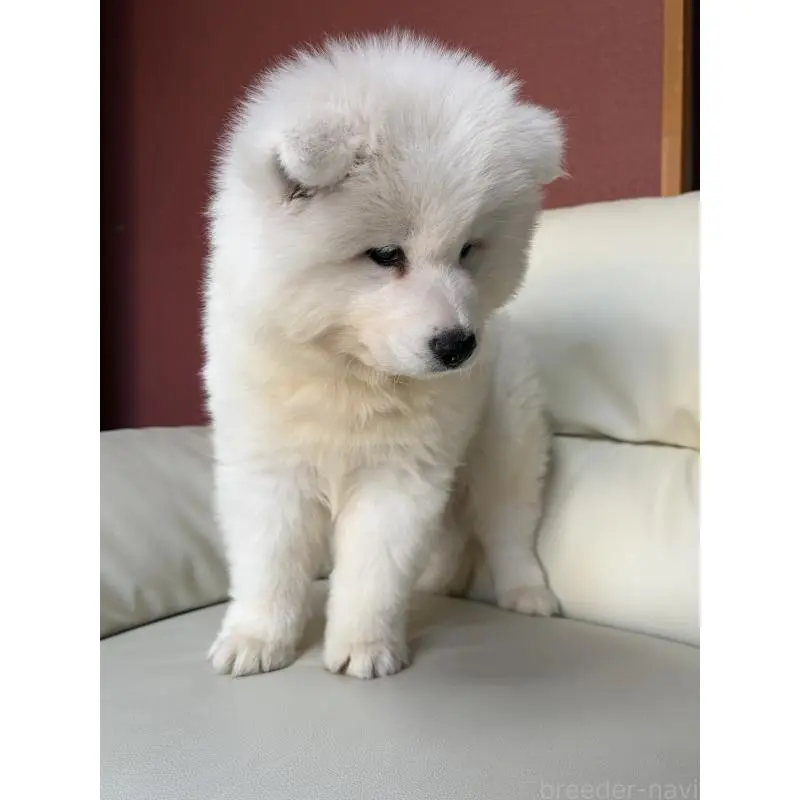 商談中の滋賀県のサモエド-451339の4枚目