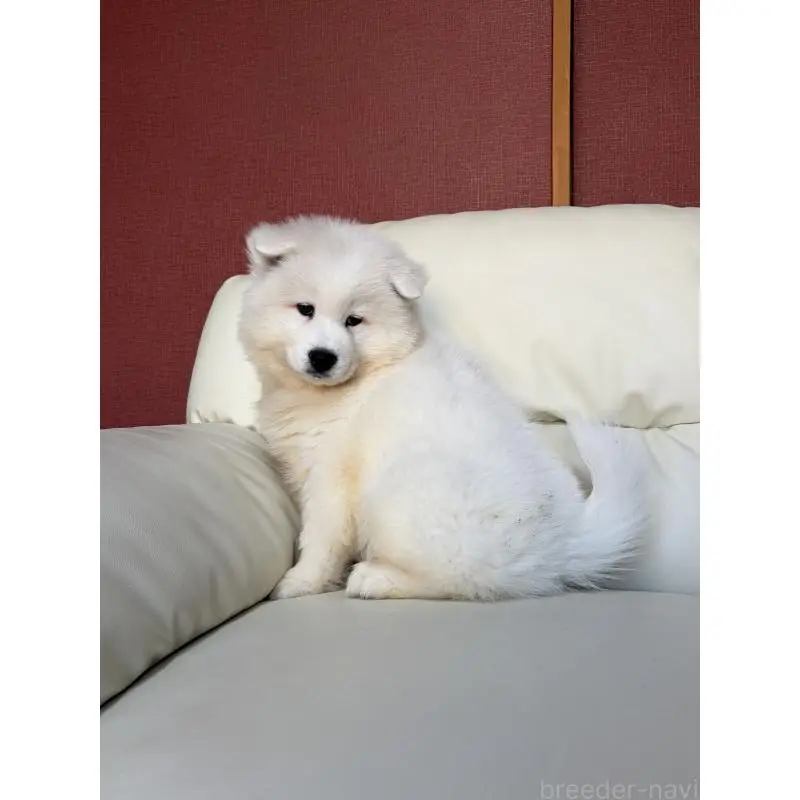 商談中の滋賀県のサモエド-451339の3枚目