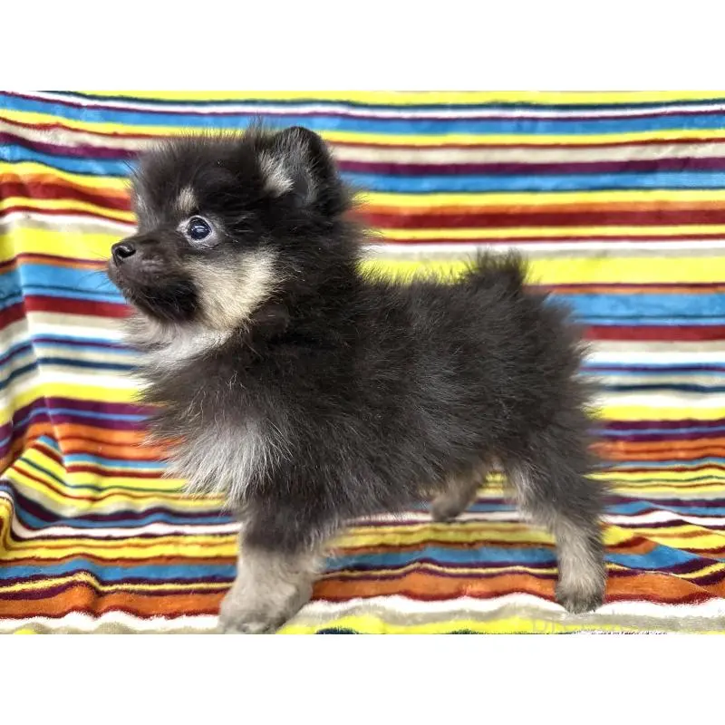 販売中の愛知県のポメラニアン-451341の2枚目