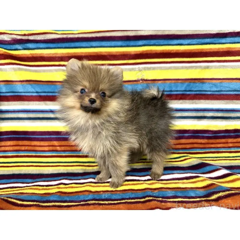 販売中の愛知県のポメラニアン-451342の2枚目