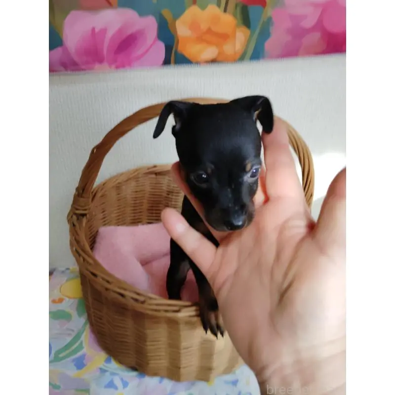 販売中の大阪府のミニチュアピンシャー(ミニピン)-451343の3枚目