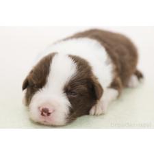 ♀︎ボーダーコリー