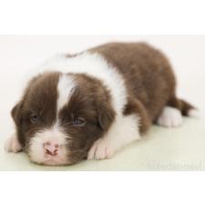 ♀︎ボーダーコリー