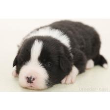 ♀︎ボーダーコリー