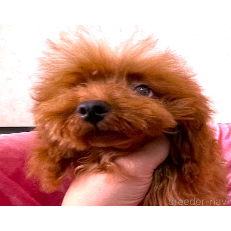 販売中の大阪府のティーカッププードル-427613の5枚目