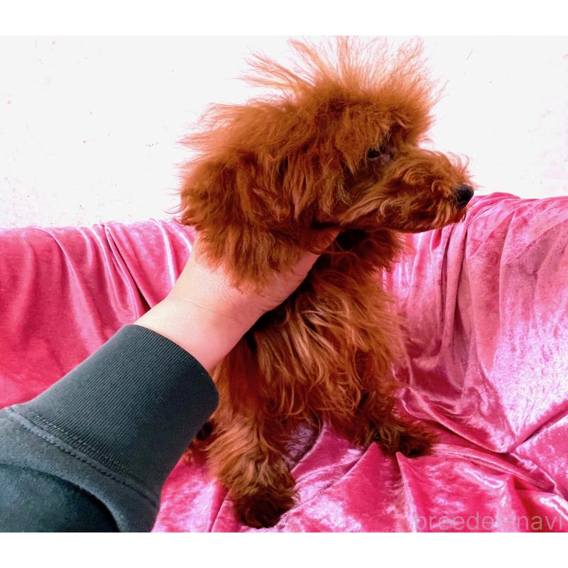 販売中の大阪府のティーカッププードル-427613の4枚目