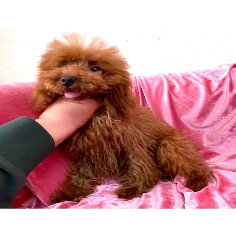 販売中の大阪府のティーカッププードル-427613の3枚目