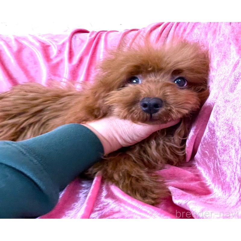 販売中の大阪府のティーカッププードル-427613の2枚目