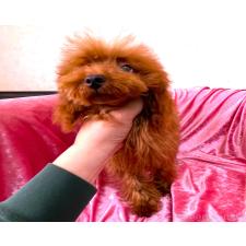 ♀︎ティーカッププードル