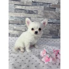 ♀︎チワワ(ロングコート)