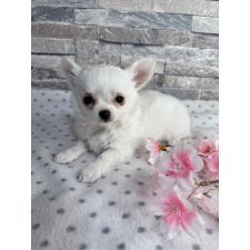 ♀︎チワワ(ロングコート)