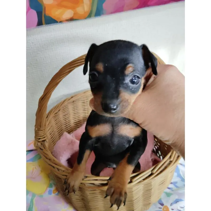 販売中の大阪府のミニチュアピンシャー(ミニピン)-451344の4枚目