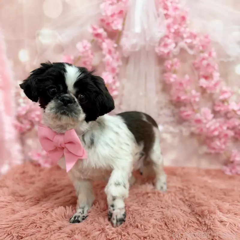 販売中の秋田県のシーズー-451346の3枚目