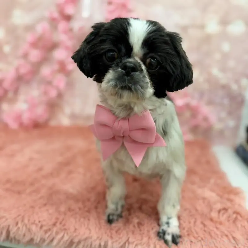 販売中の秋田県のシーズー-451346の2枚目