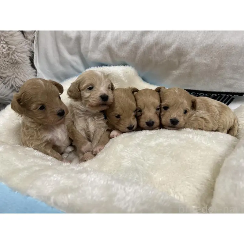 販売中の愛媛県のミックス犬-451347の2枚目