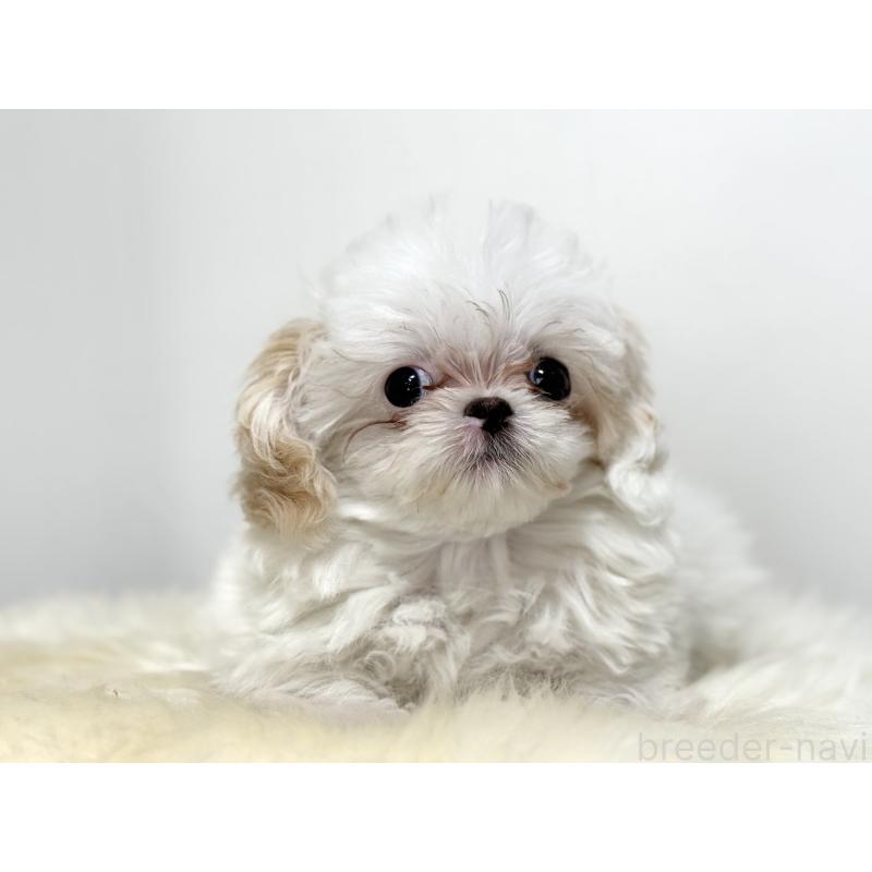 販売中の埼玉県のミックス犬-447194の5枚目