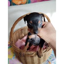 ♀︎ミニチュアピンシャー(ミニピン)