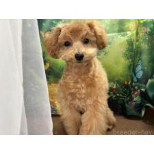 ♀︎タイニープードル