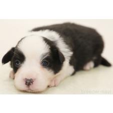 ♀︎ボーダーコリー