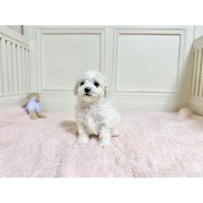 販売中の京都府のビションフリーゼ-451349の2枚目