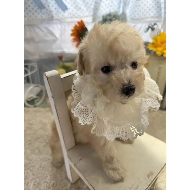 販売中の宮崎県のタイニープードル-451356の7枚目