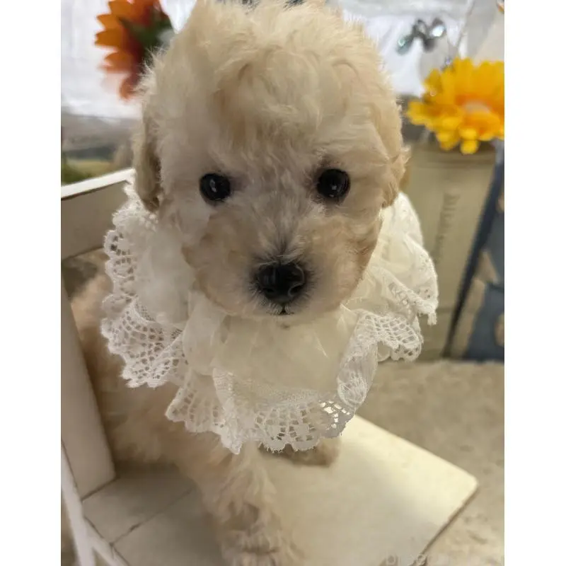 販売中の宮崎県のタイニープードル-451356の6枚目