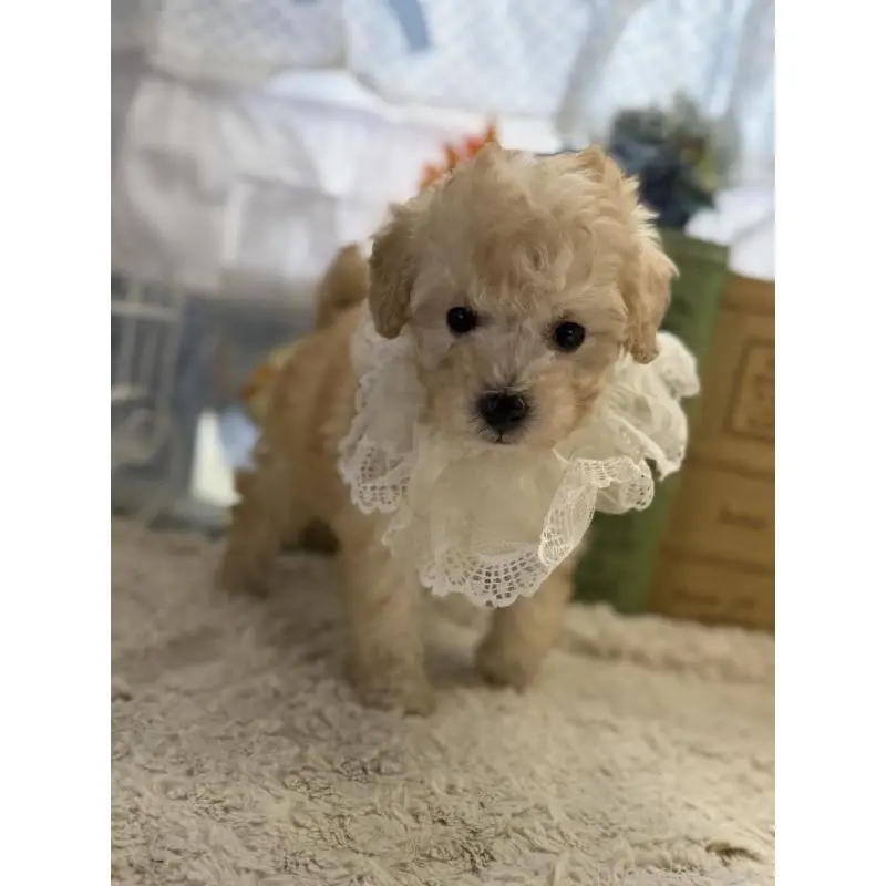 販売中の宮崎県のタイニープードル-451356の5枚目