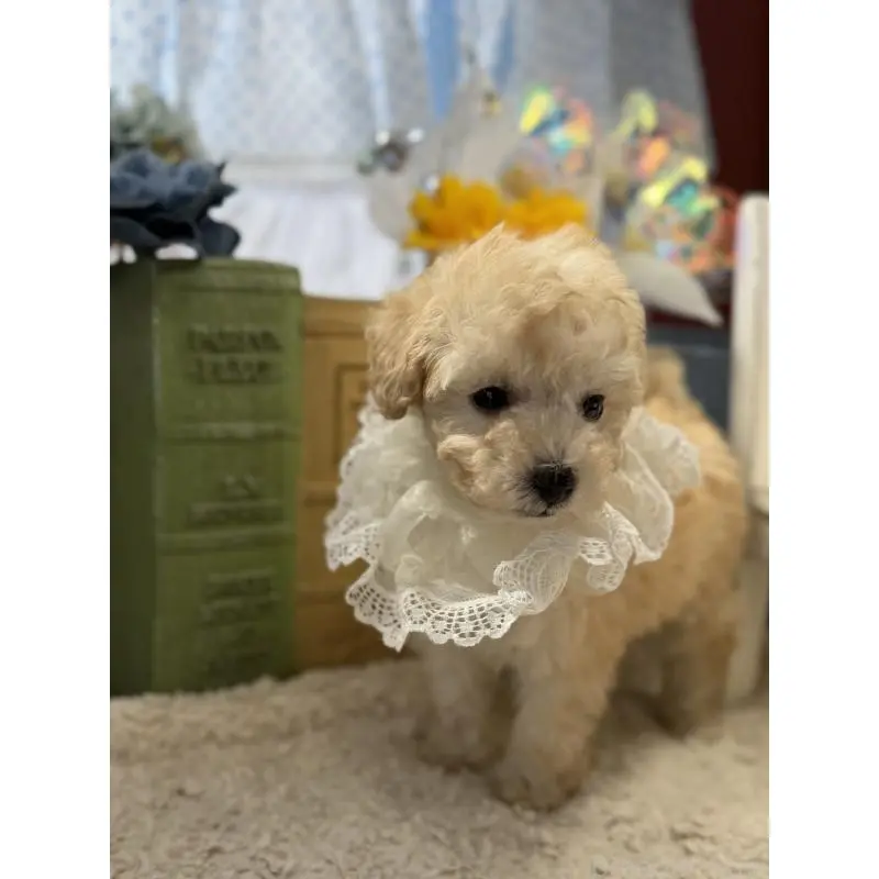 販売中の宮崎県のタイニープードル-451356の4枚目