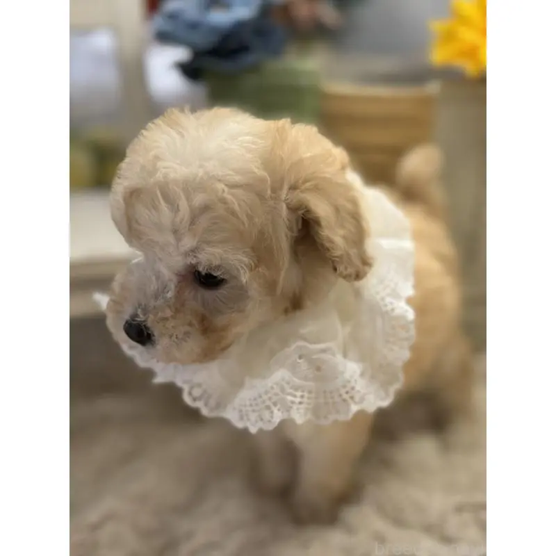 販売中の宮崎県のタイニープードル-451356の3枚目