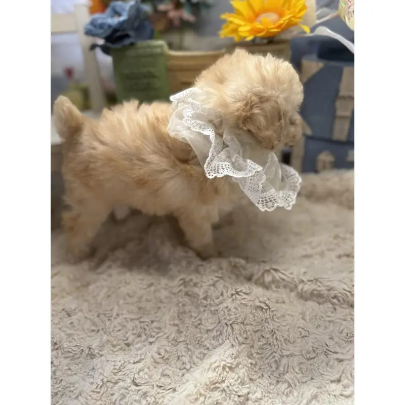 販売中の宮崎県のタイニープードル-451356の2枚目