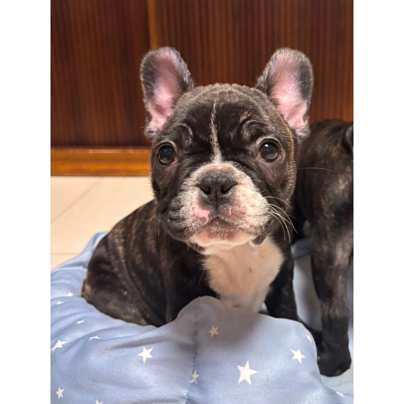 販売中の三重県のフレンチブルドッグ-437145