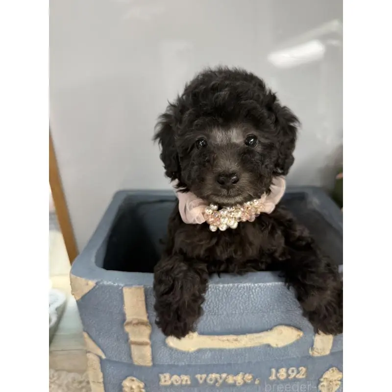 販売中の宮崎県のタイニープードル-451357の8枚目